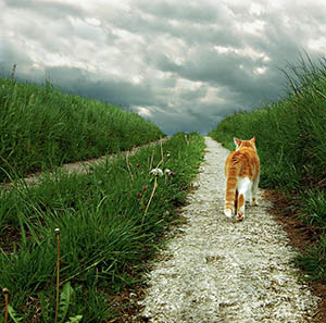 cat on path