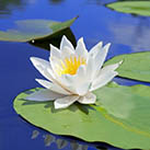 lotus in lake