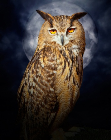 shamanic spirit animal guide owl